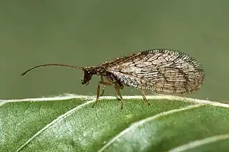 Micromus angulatus