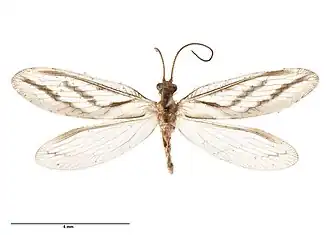 Micromus bifasciatus