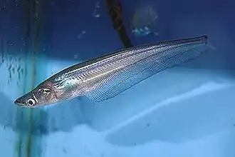 Phalacronotus bleekeri