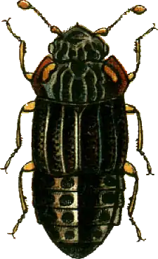 Micropeplinae