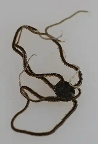 Microphiopholis atra