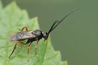 Microplitis ocellatae