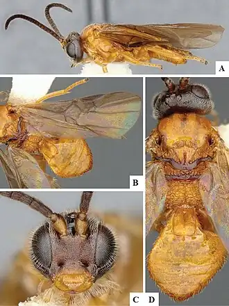 Microplitis chacoensis