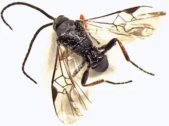 Microplitis lugubris