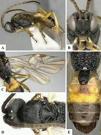 Microplitis mediator
