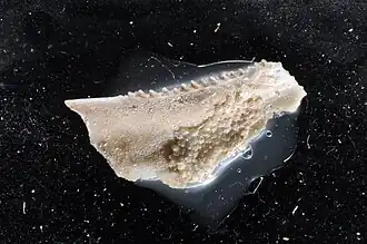 Microporella ciliata