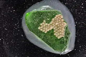 Microporella umbonata