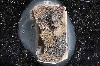 Microporella vibraculifera