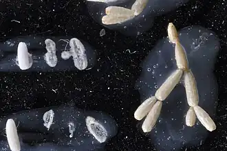 Microporina articulata