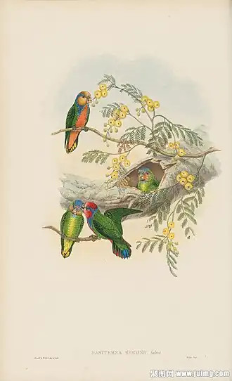 Bruijns spechtpapegaai