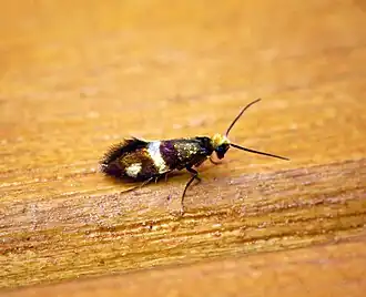 Micropterix aglaella