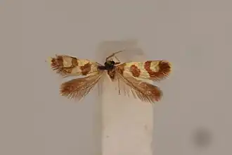 Micropterix conjunctella