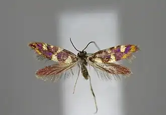 Micropterix igaloensis