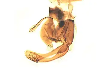 Micropterix islamella