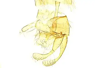 Micropterix minimella