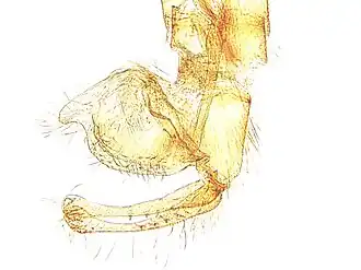 Micropterix myrtetella