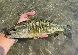 Micropterus treculii