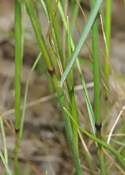 Stengel met bladschede
