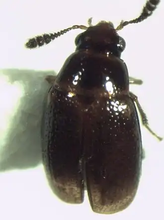 Microsilphinae