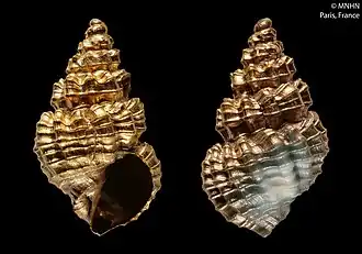 Microsveltia metivieri