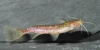 Microsynodontis polli