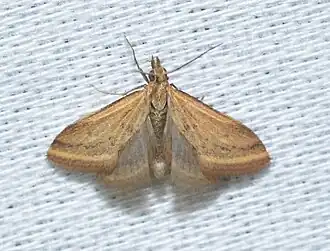 Microtheoris ophionalis