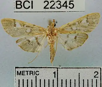 Microthyris anormalis