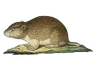 Microtus socialis