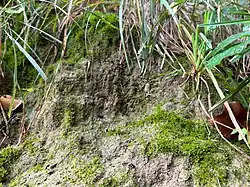 De associatie op een steilkant