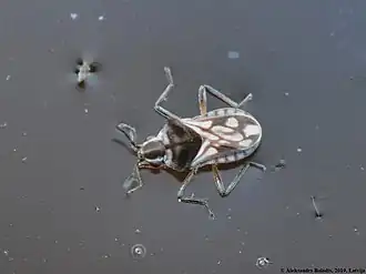 Gewoon dwerglopertje