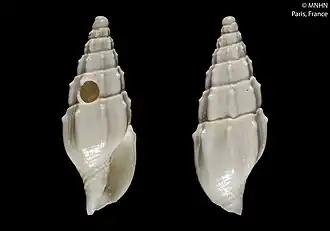 Microvoluta cryptomitra