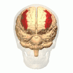 De gyrus frontalis medius aangegeven in rood