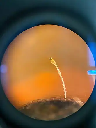 Oranjesporige kogelschieter