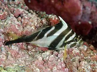 Cheilodactylus zebra