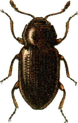 Migneauxia crassiuscula