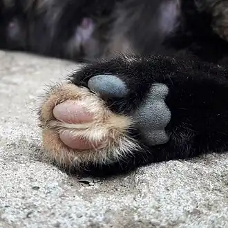 Rood feomelanine pigment naast zwart eumelanine pigment in de haren en de huid van een pootje bij een zwarte schildpadkat