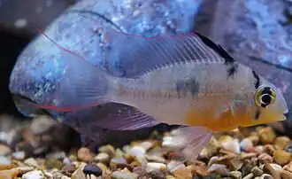 Mikrogeophagus altispinosus