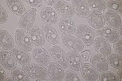 Kleurloze urediniosporen van eikvarenroest