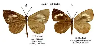 Miletus mallus