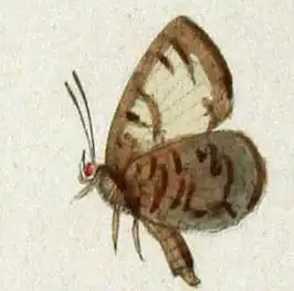 Miletus zinckenii