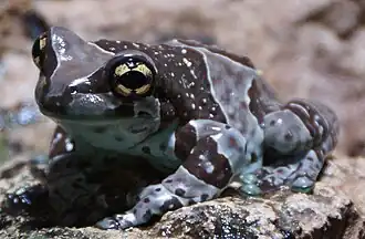 Trachycephalus resinifictrix