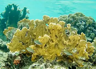 Millepora complanata