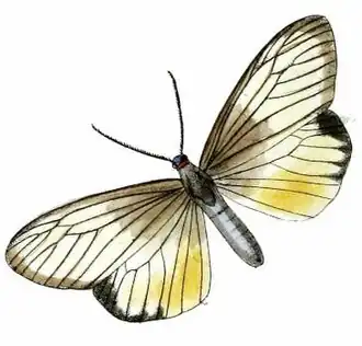 Milleriana (vlinders)