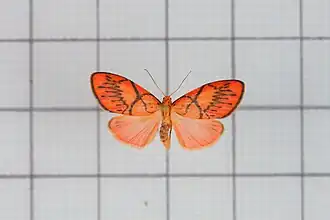 Miltochrista aberrans