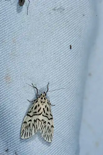 Miltochrista karenkonis