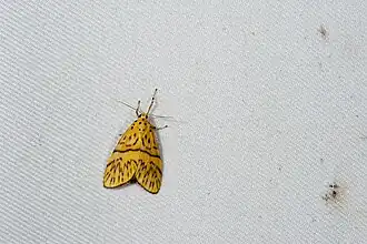 Miltochrista takamukui