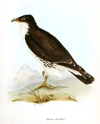 Witkeelcaracara