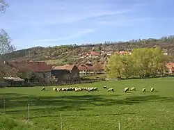 Schapen bij een boerderij in Milý