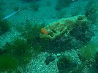 Mimachlamys asperrima