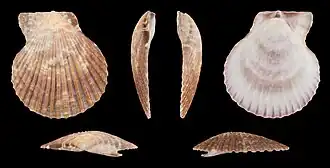 Mimachlamys cloacata